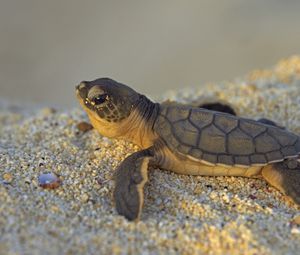 Preview wallpaper stones, turtle, small, sea