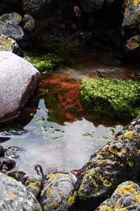 Preview wallpaper stones, water, pool, moss, porous, silt