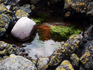 Preview wallpaper stones, water, pool, moss, porous, silt