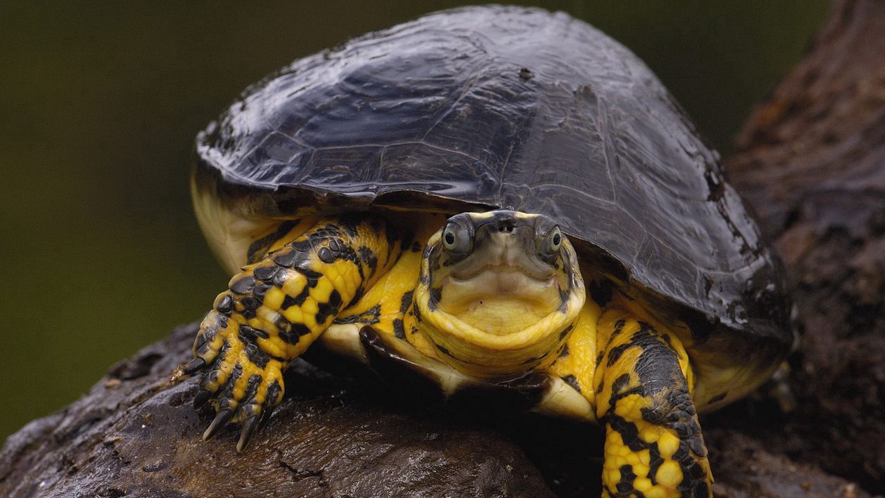 Wallpaper stones, water, wet, turtle hd, picture, image