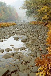 Preview wallpaper stones, wood, fern, autumn