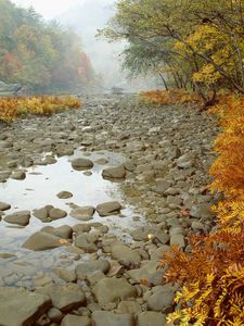 Preview wallpaper stones, wood, fern, autumn