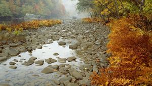 Preview wallpaper stones, wood, fern, autumn