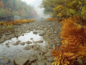 Preview wallpaper stones, wood, fern, autumn