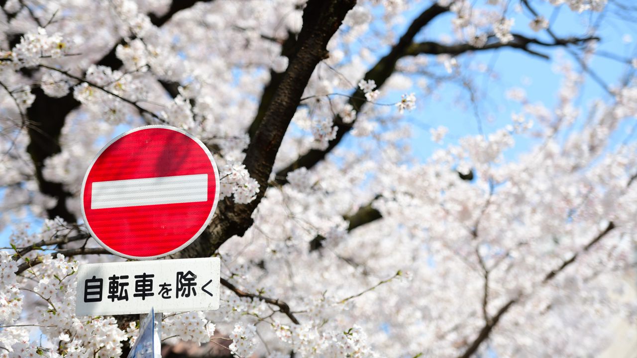 Wallpaper stop, sign, hieroglyphs, flowers, words