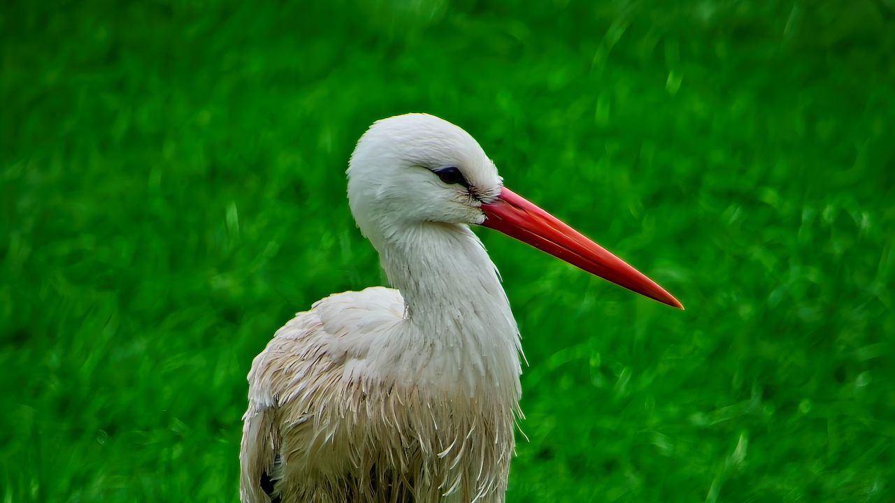 Wallpaper stork, bird, beak, grass, wildlife