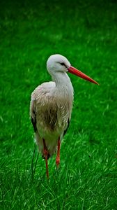 Preview wallpaper stork, bird, beak, grass, wildlife