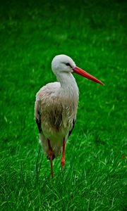 Preview wallpaper stork, bird, beak, grass, wildlife
