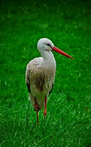 Preview wallpaper stork, bird, beak, grass, wildlife