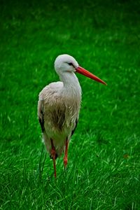 Preview wallpaper stork, bird, beak, grass, wildlife