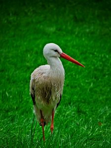 Preview wallpaper stork, bird, beak, grass, wildlife