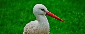 Preview wallpaper stork, bird, beak, grass, wildlife