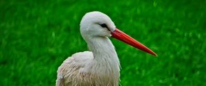 Preview wallpaper stork, bird, beak, grass, wildlife