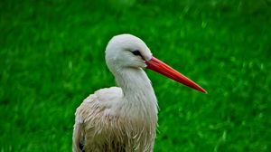 Preview wallpaper stork, bird, beak, grass, wildlife