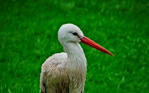 Preview wallpaper stork, bird, beak, grass, wildlife