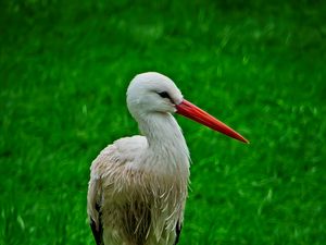 Preview wallpaper stork, bird, beak, grass, wildlife