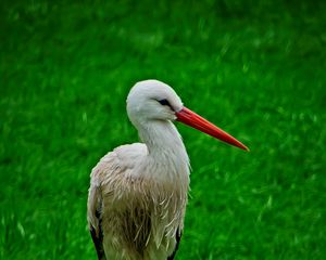 Preview wallpaper stork, bird, beak, grass, wildlife