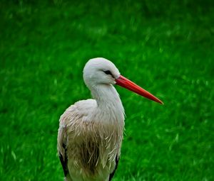 Preview wallpaper stork, bird, beak, grass, wildlife