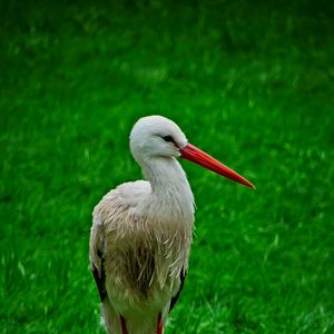 Preview wallpaper stork, bird, beak, grass, wildlife