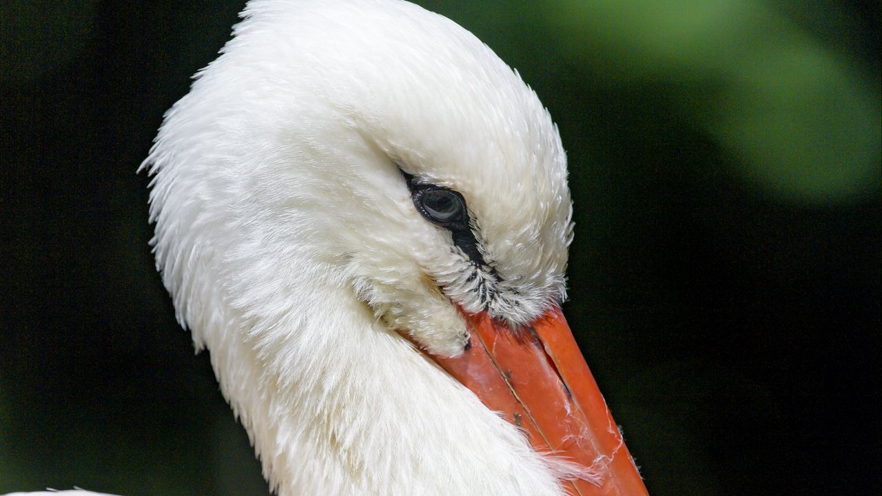 Wallpaper stork, bird, beak, feathers