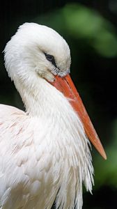 Preview wallpaper stork, bird, beak, feathers