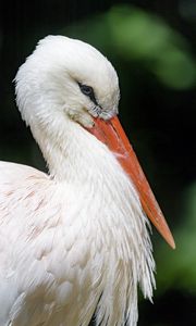 Preview wallpaper stork, bird, beak, feathers