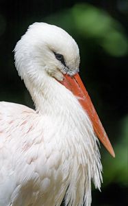 Preview wallpaper stork, bird, beak, feathers