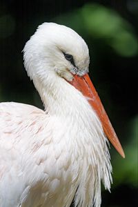 Preview wallpaper stork, bird, beak, feathers