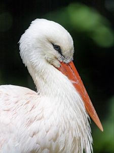 Preview wallpaper stork, bird, beak, feathers