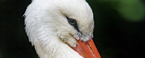Preview wallpaper stork, bird, beak, feathers