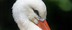 Preview wallpaper stork, bird, beak, feathers