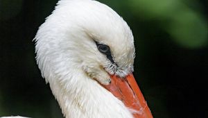 Preview wallpaper stork, bird, beak, feathers