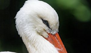 Preview wallpaper stork, bird, beak, feathers