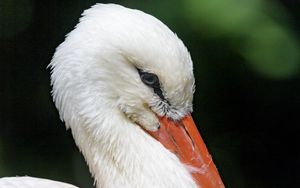 Preview wallpaper stork, bird, beak, feathers