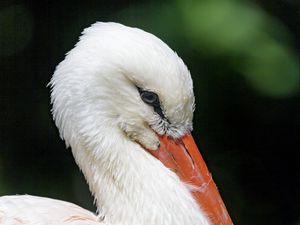 Preview wallpaper stork, bird, beak, feathers