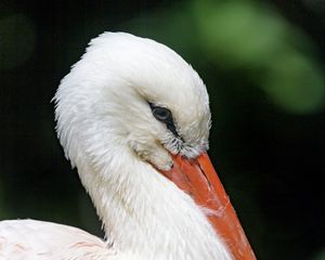 Preview wallpaper stork, bird, beak, feathers