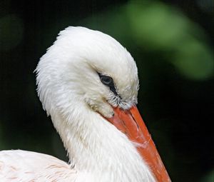 Preview wallpaper stork, bird, beak, feathers