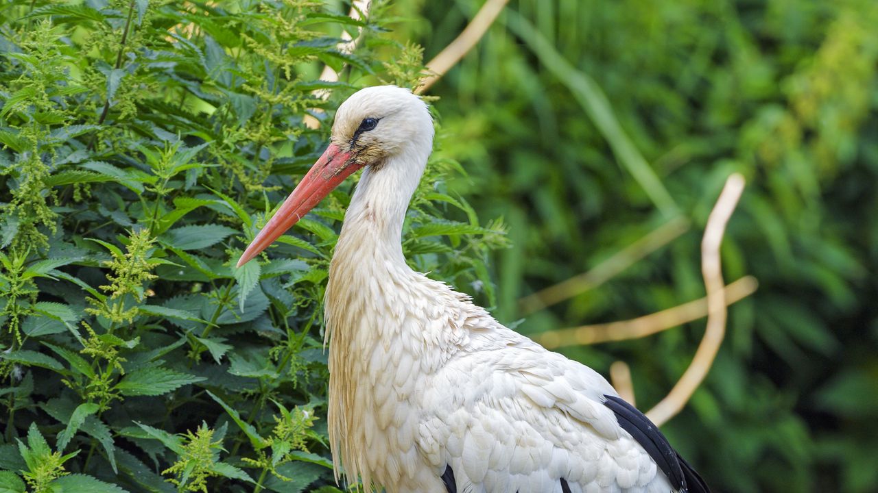 Wallpaper stork, bird, beak, bushes, stones