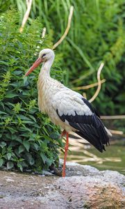 Preview wallpaper stork, bird, beak, bushes, stones