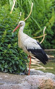 Preview wallpaper stork, bird, beak, bushes, stones