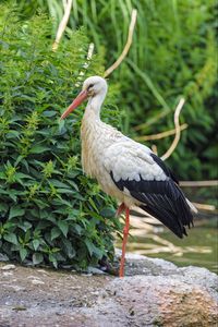 Preview wallpaper stork, bird, beak, bushes, stones