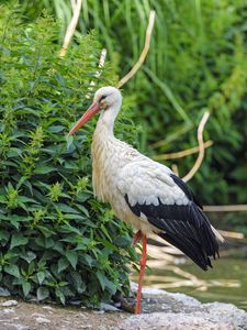 Preview wallpaper stork, bird, beak, bushes, stones