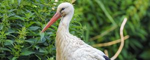 Preview wallpaper stork, bird, beak, bushes, stones