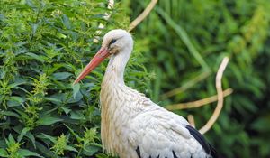 Preview wallpaper stork, bird, beak, bushes, stones