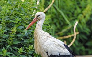 Preview wallpaper stork, bird, beak, bushes, stones