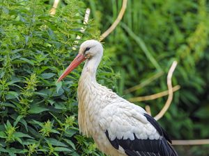 Preview wallpaper stork, bird, beak, bushes, stones