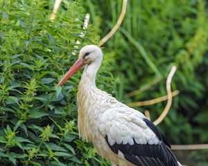 Preview wallpaper stork, bird, beak, bushes, stones