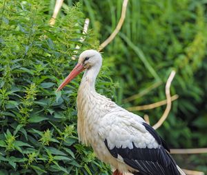 Preview wallpaper stork, bird, beak, bushes, stones
