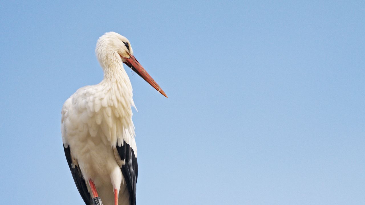 Wallpaper stork, bird, branch, sky