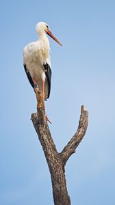 Preview wallpaper stork, bird, branch, sky